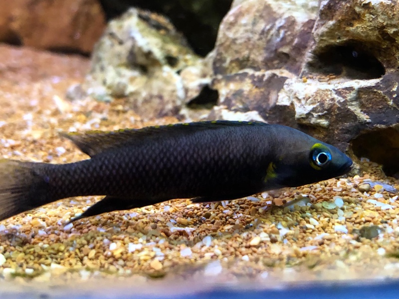 Neolamprologus nigriventris